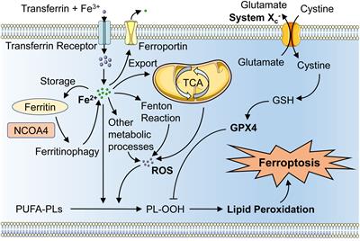 Ferroptosis: the emerging player in remodeling triple-negative breast cancer